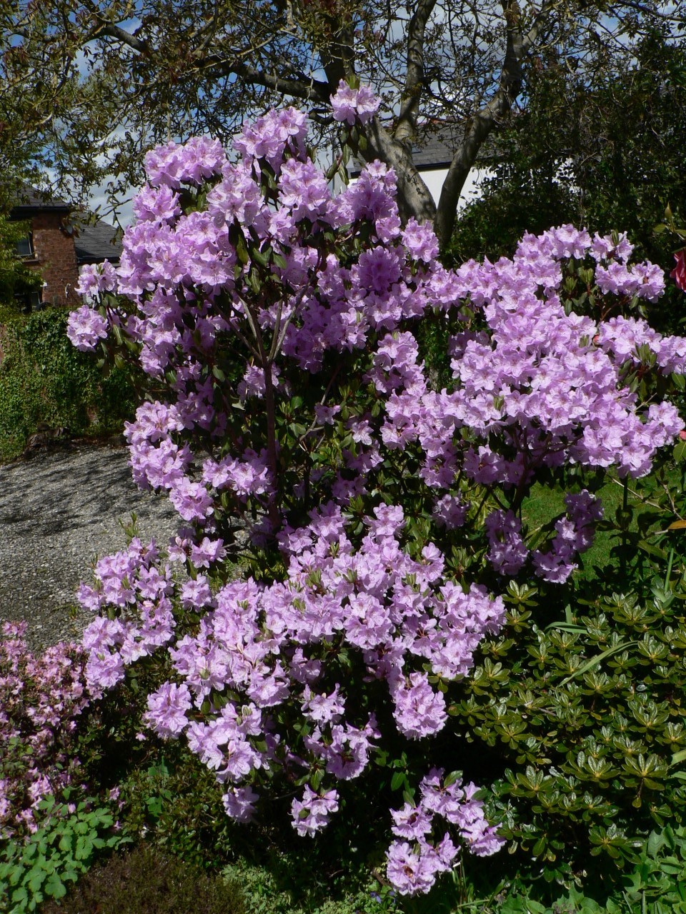 R. oreotrephes AGM